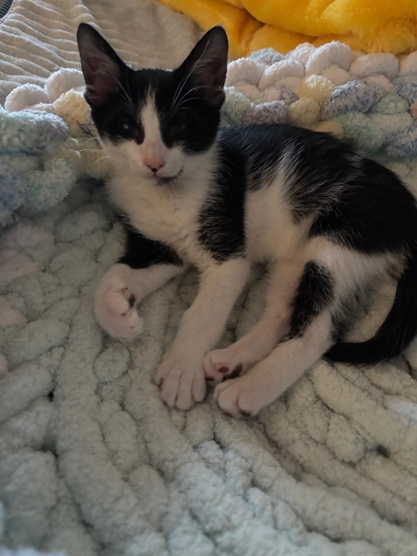 Oreo