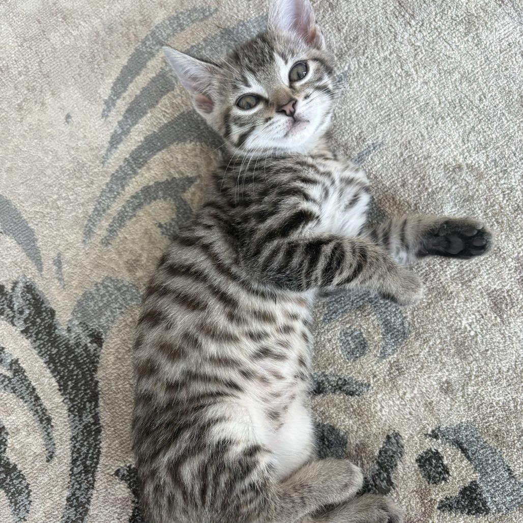Enlarge Daisy, a Adoptable Domestic Short Hair in Tallahassee, FL image 2/2