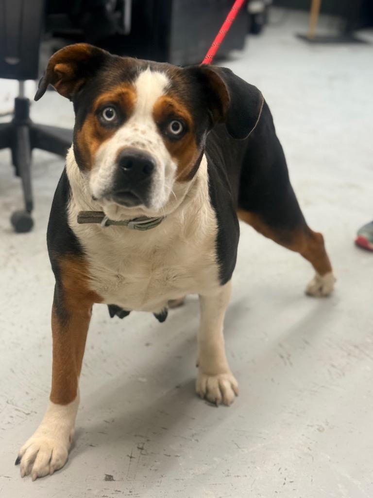 Zoula, Adoptable, Adult Female Catahoula Leopard Dog.