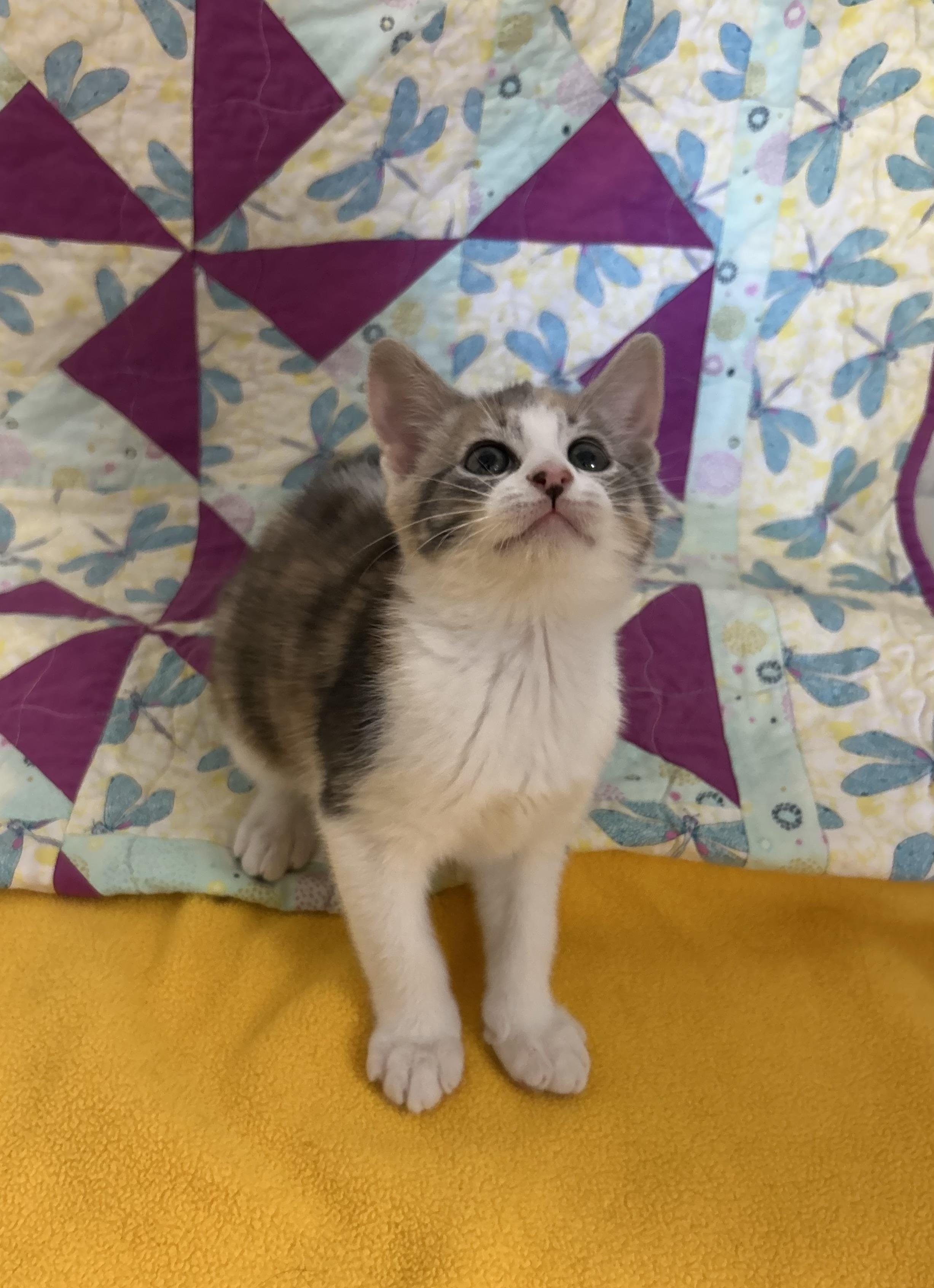 Enlarge Pinky Pie, an adopted Domestic Short Hair in St. Clair, MI image 1/1