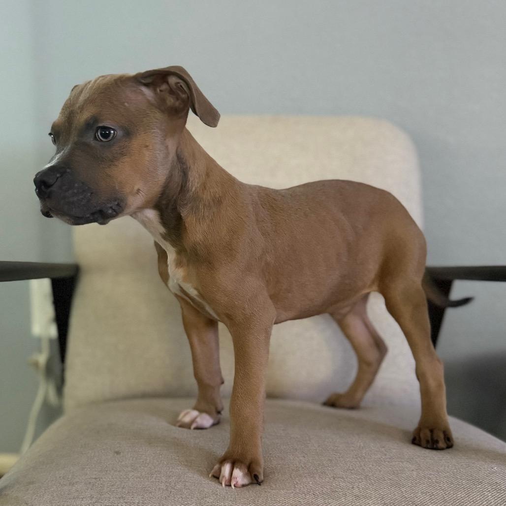 Elroy Jetson, Adoptable, Puppy Male Pit Bull Terrier & Mixed Breed.