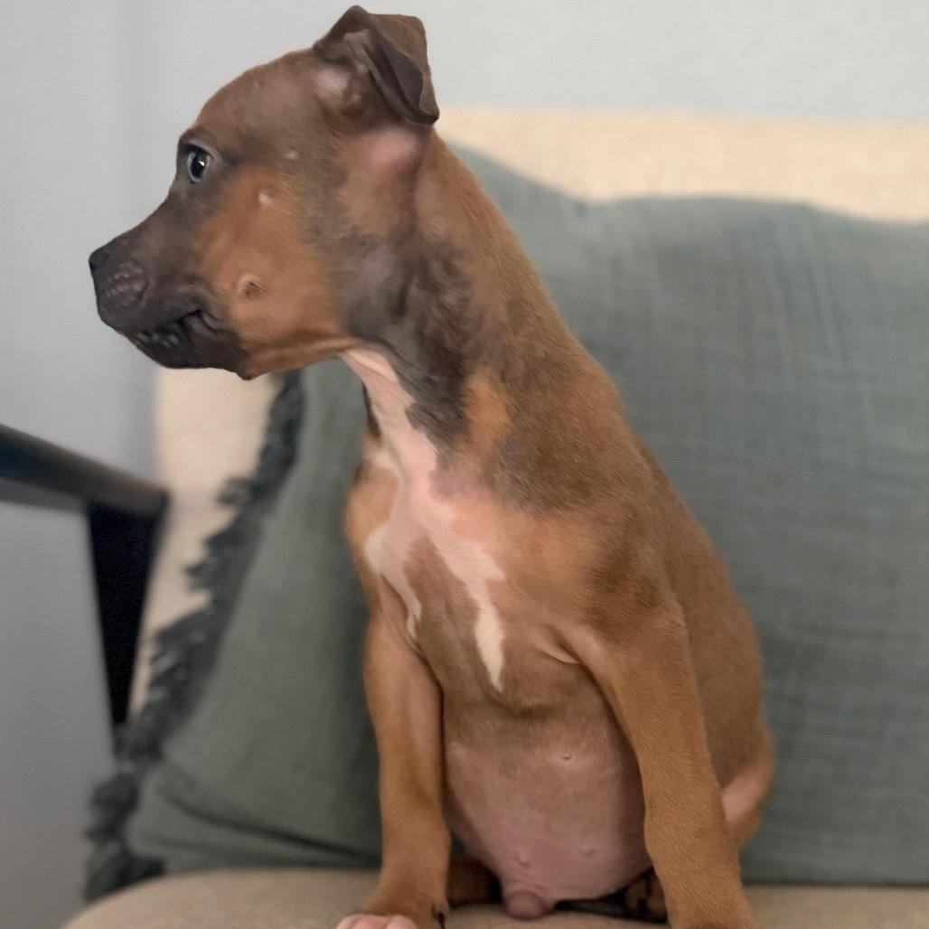 Enlarge Elroy Jetson, a Adoptable mixed breed in Las Vegas, NV image 2/3