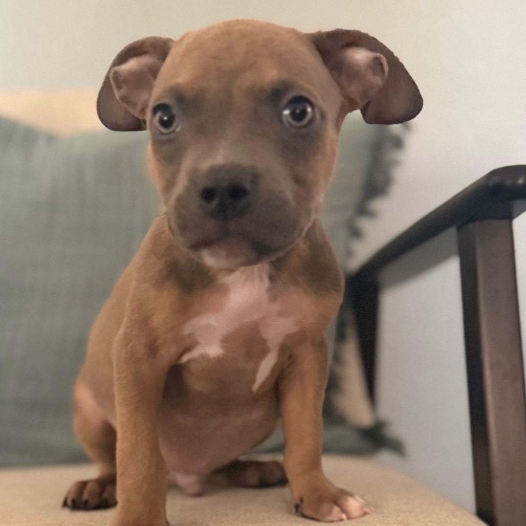 Enlarge Elroy Jetson, a Adoptable mixed breed in Las Vegas, NV image 3/3
