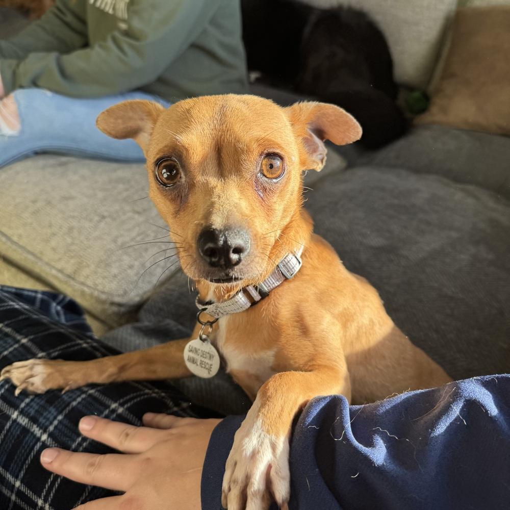 Enlarge Yzma, a Adoptable Chihuahua in China Township, MI image 5/6
