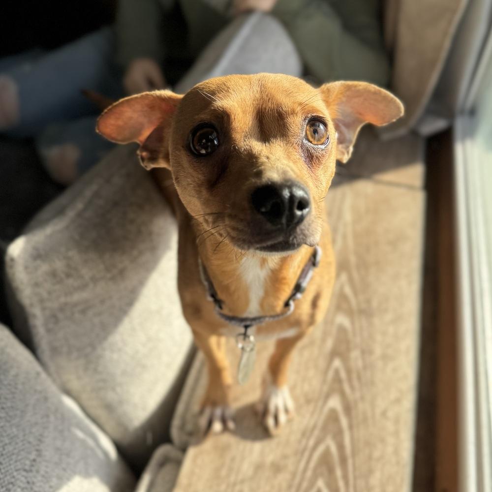 Enlarge Yzma, a Adoptable Chihuahua in China Township, MI image 2/6