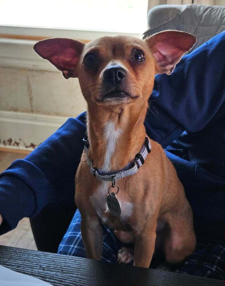 Enlarge Yzma, a Adoptable Chihuahua in China Township, MI image 3/6