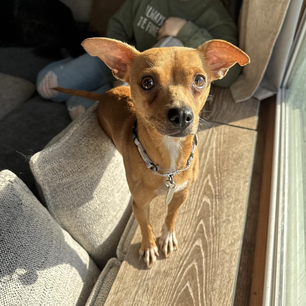 Enlarge Yzma, a Adoptable Chihuahua in China Township, MI image 1/6