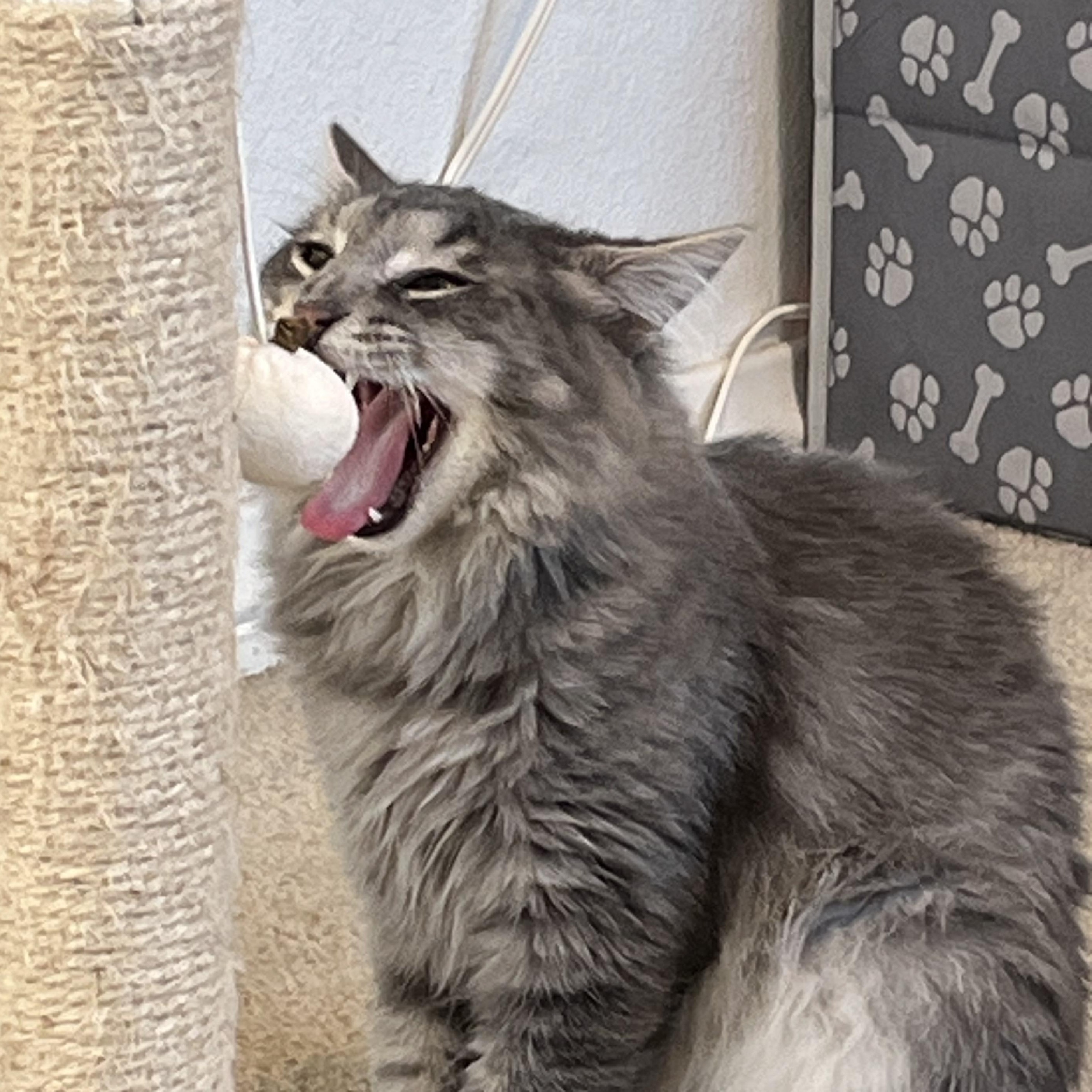 Enlarge Jackpot, a Adoptable Domestic Medium Hair in San Diego, CA image 3/6