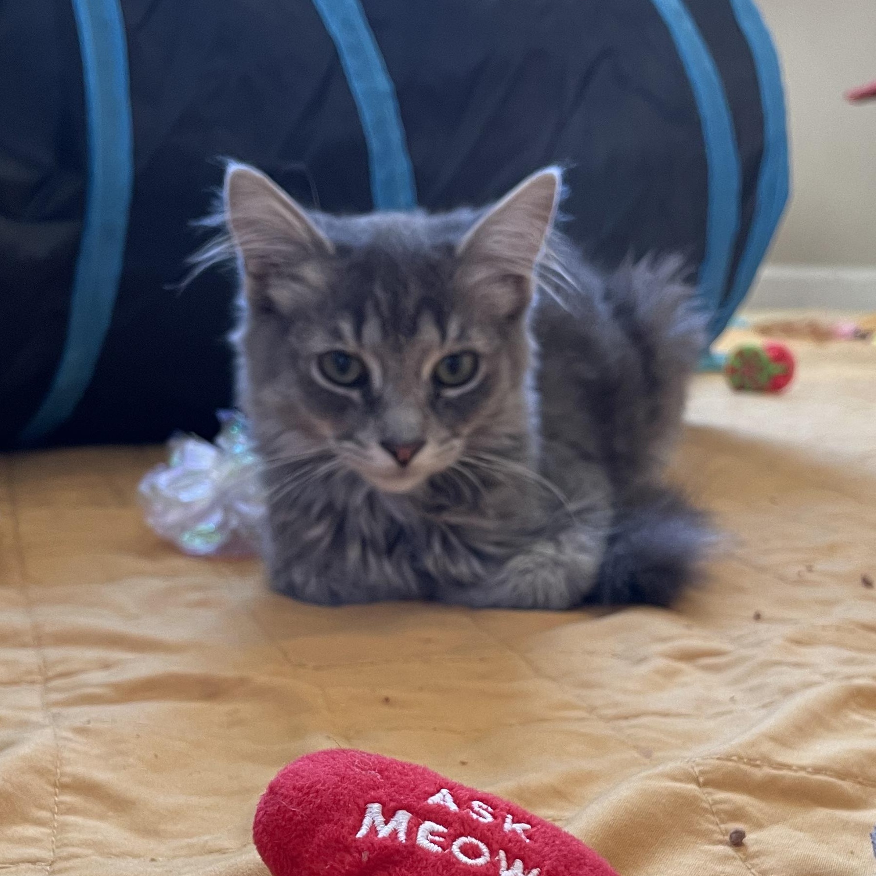 Enlarge Jackpot, a Adoptable Domestic Medium Hair in San Diego, CA image 6/6