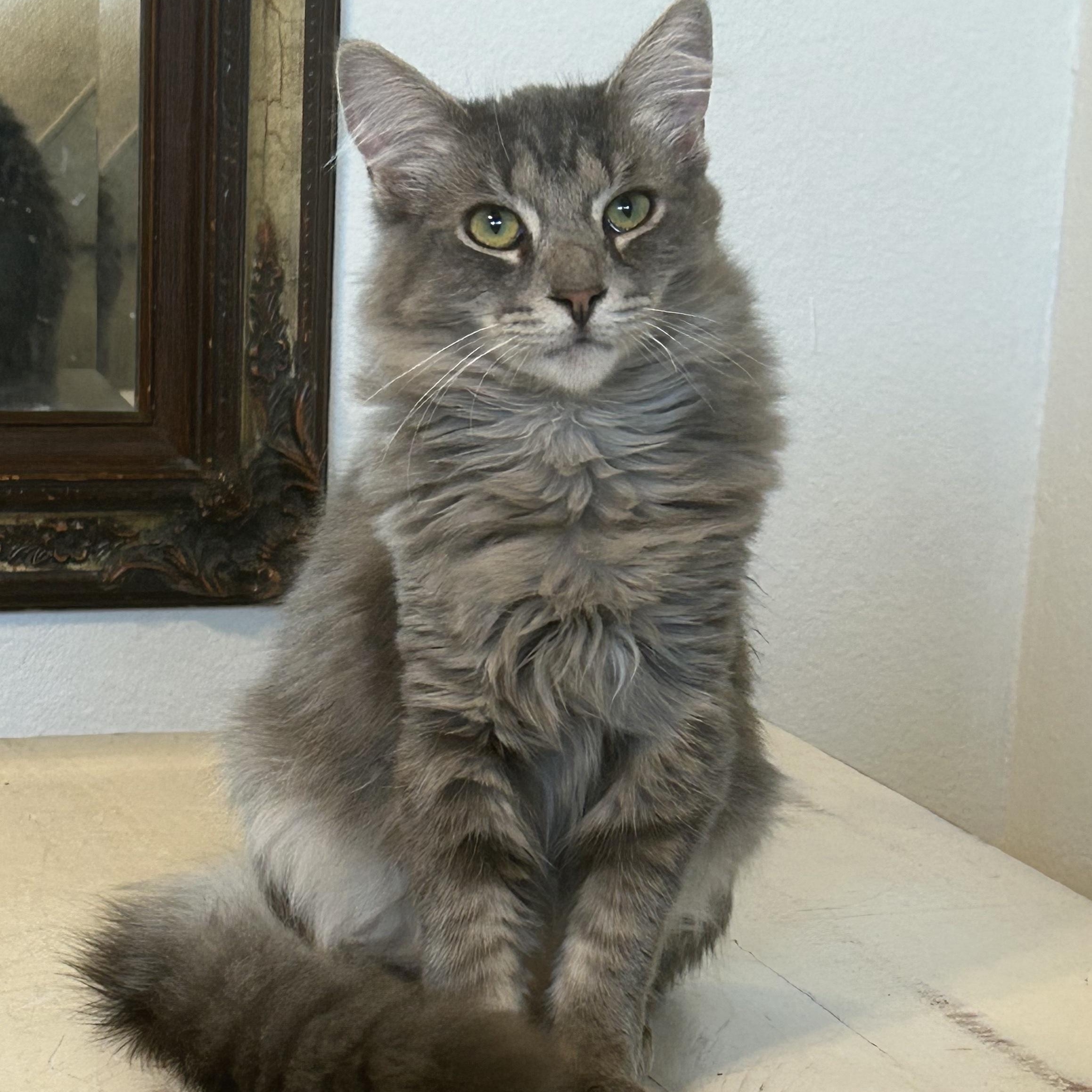 Enlarge Jackpot, a Adoptable Domestic Medium Hair in San Diego, CA image 1/6