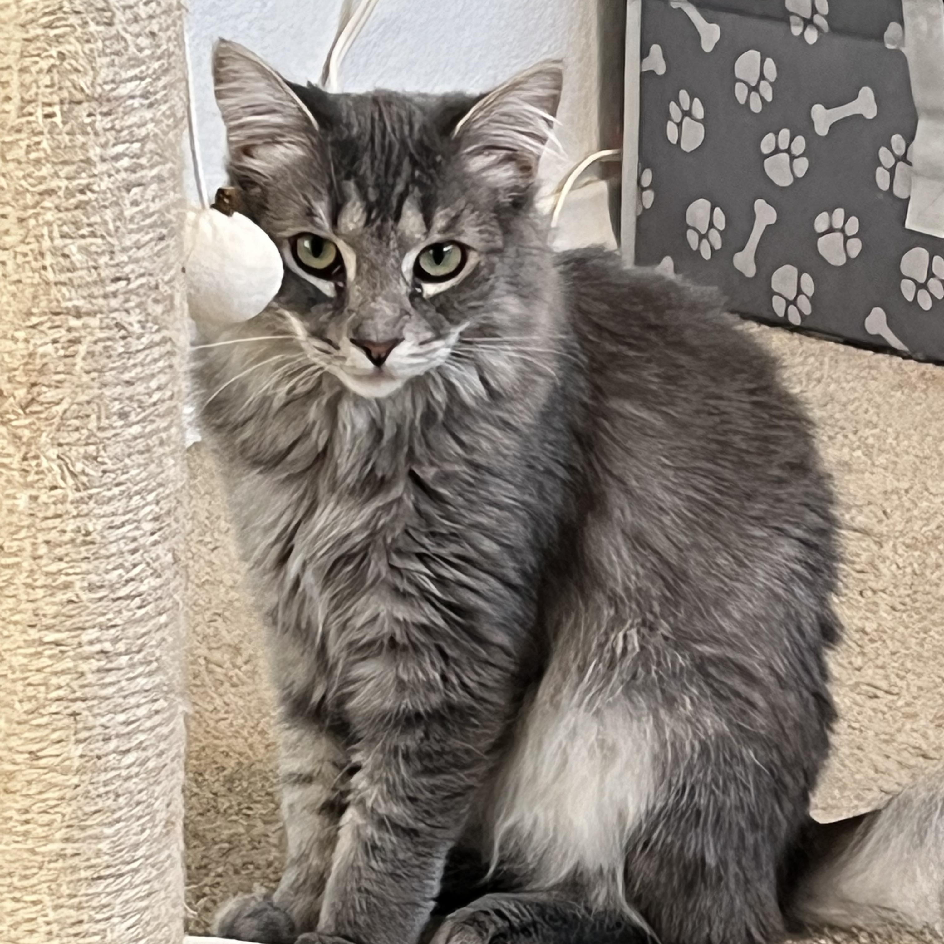 Enlarge Jackpot, a Adoptable Domestic Medium Hair in San Diego, CA image 5/6