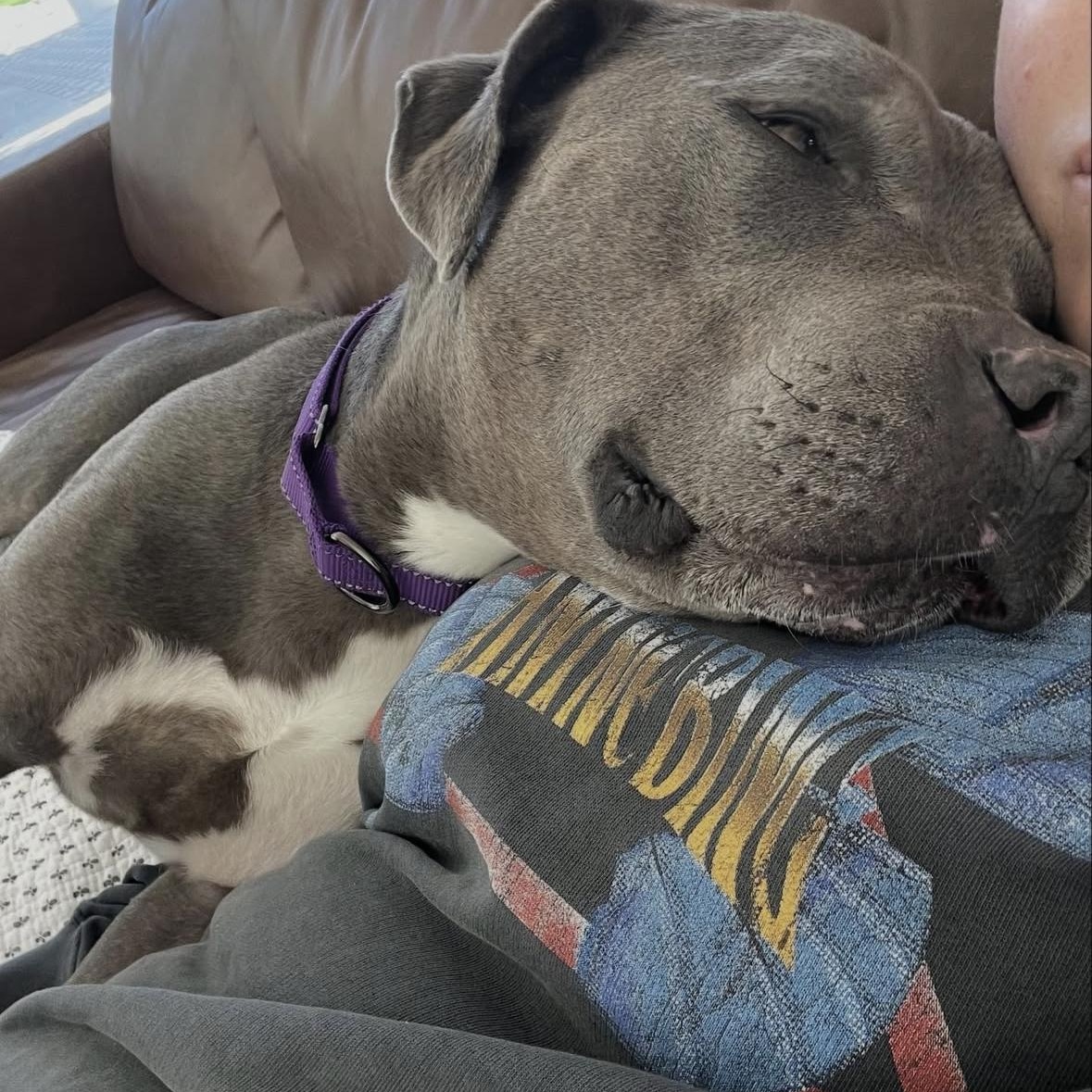 Tyla, an adoptable mixed breed in Hayward, CA image 3/6