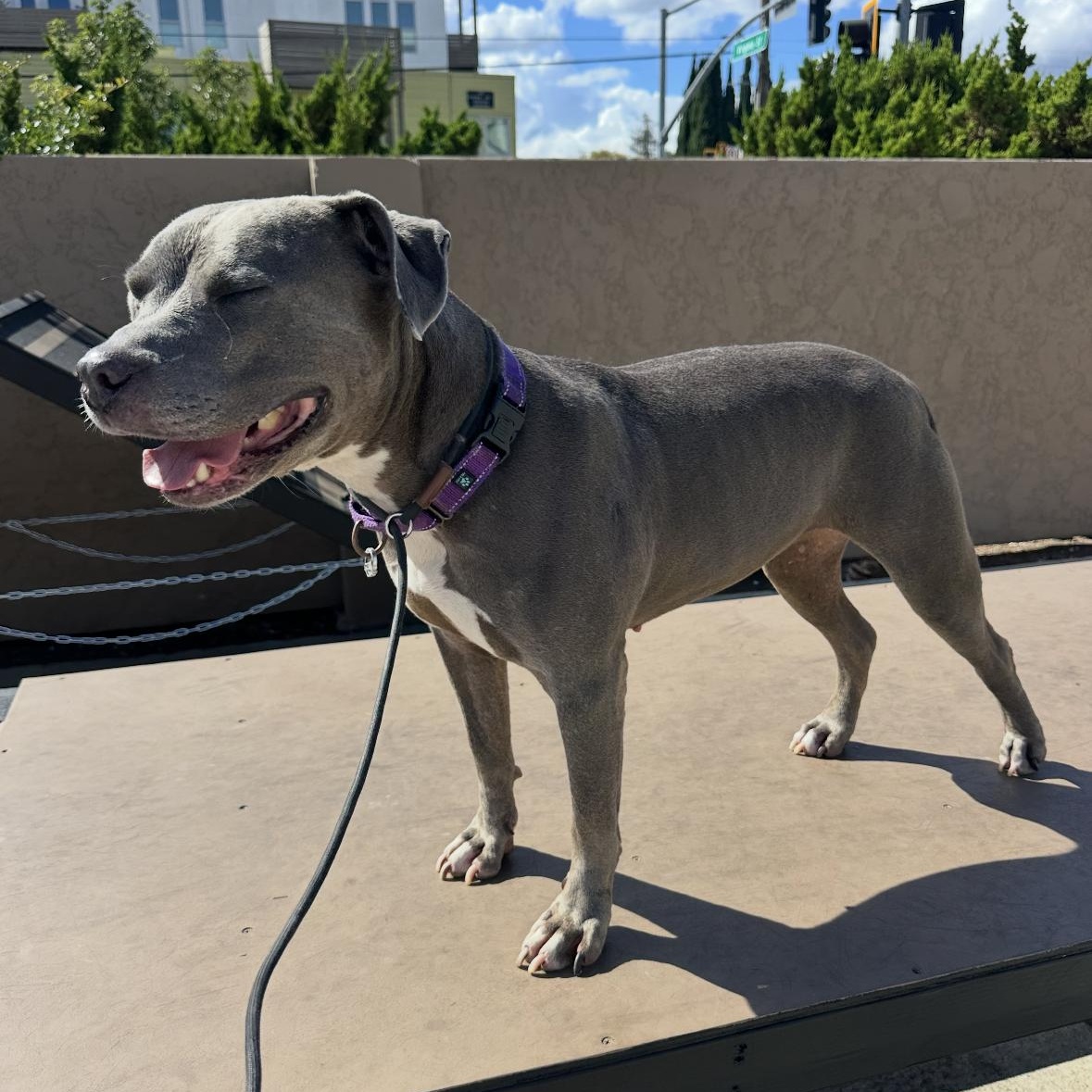 Tyla, an adoptable mixed breed in Hayward, CA image 2/6