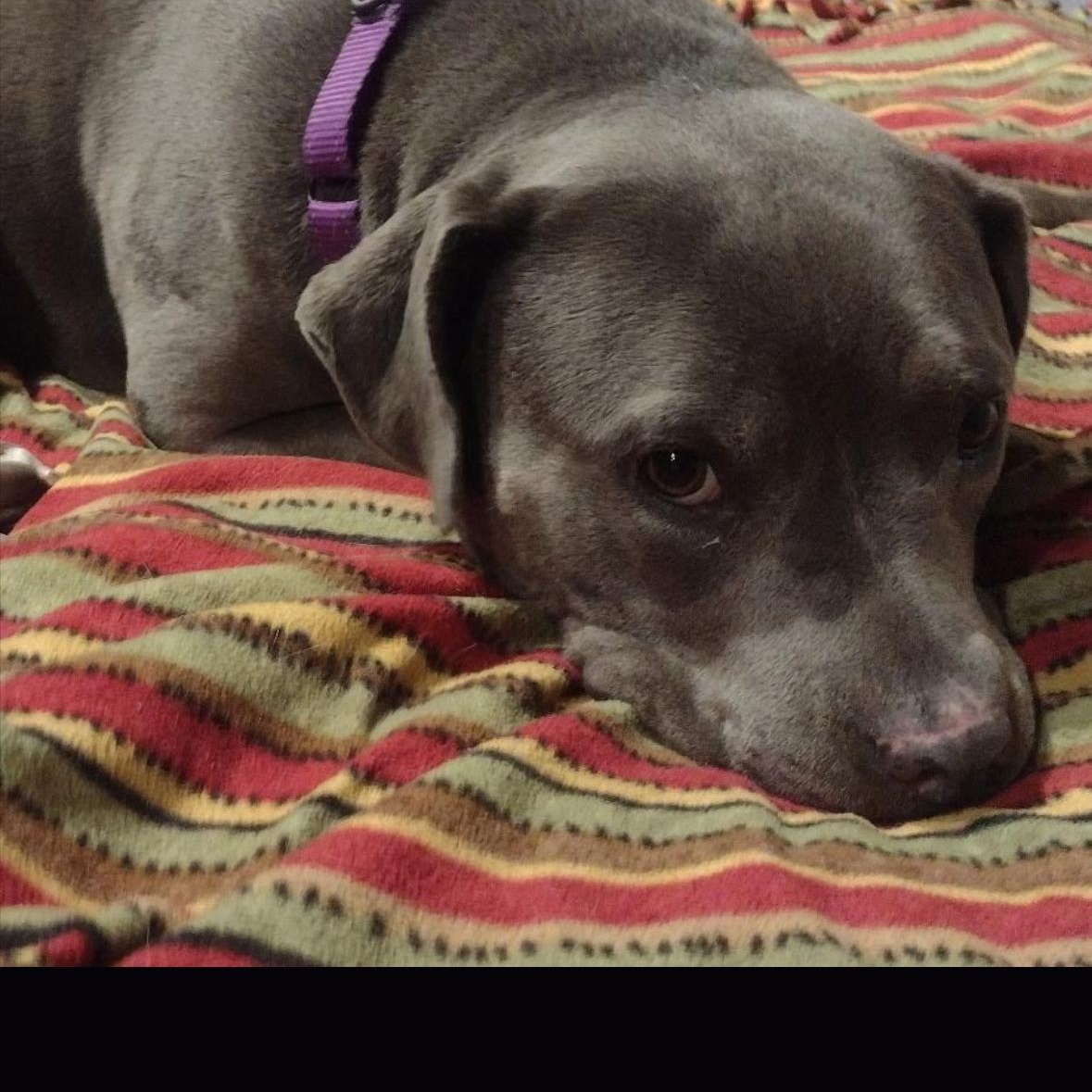 Tyla, an adoptable mixed breed in Hayward, CA image 4/6