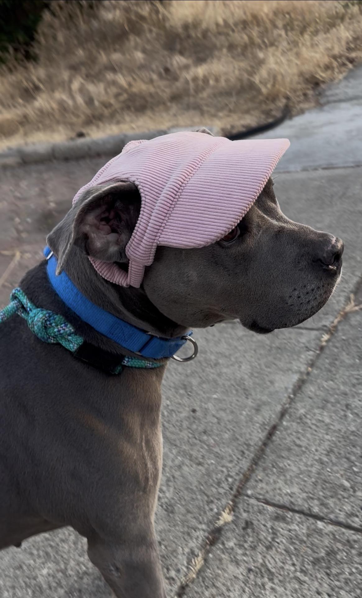 Tyla, adoptable, Adult Female American Staffordshire Terrier.