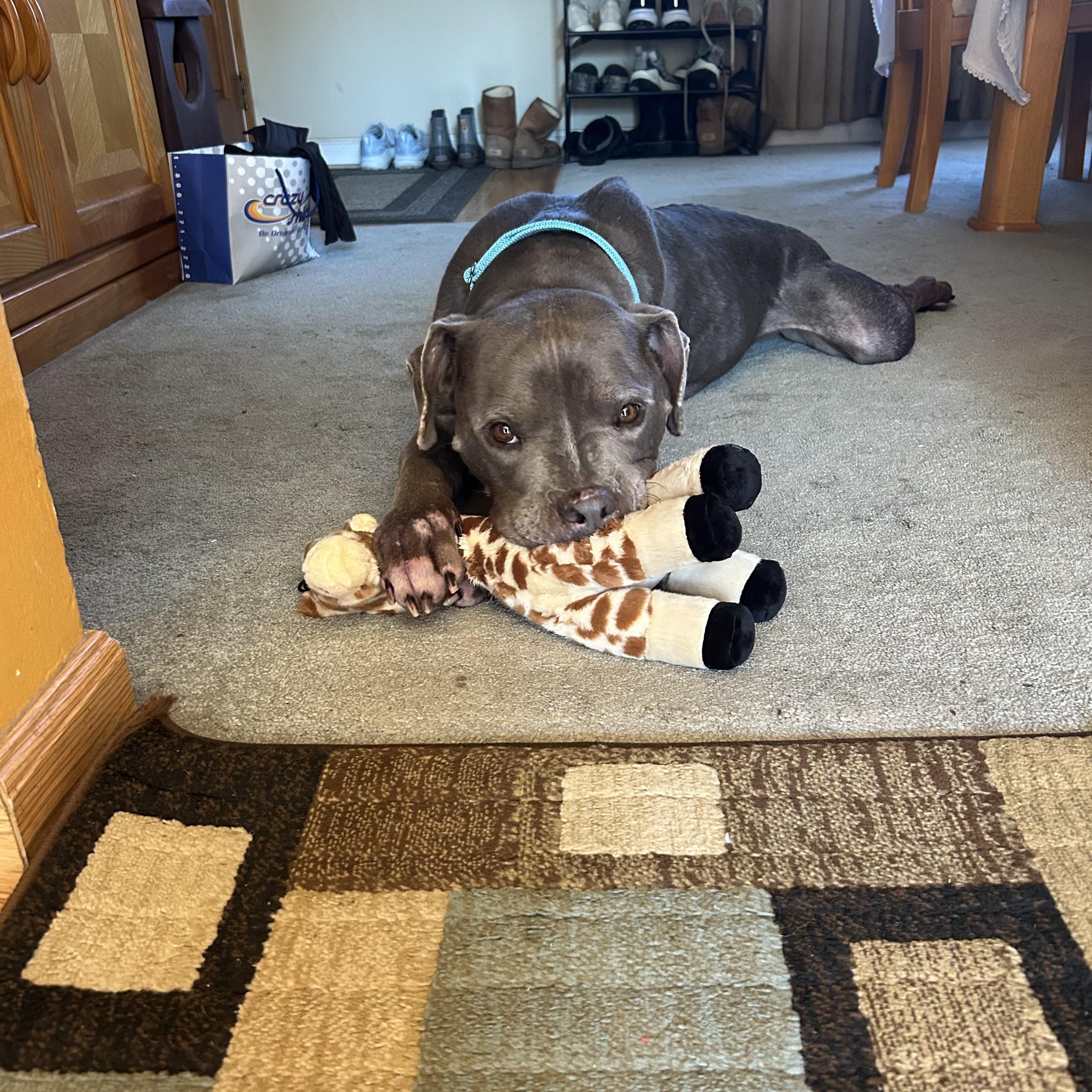 Tyla, an adoptable mixed breed in Hayward, CA image 6/6