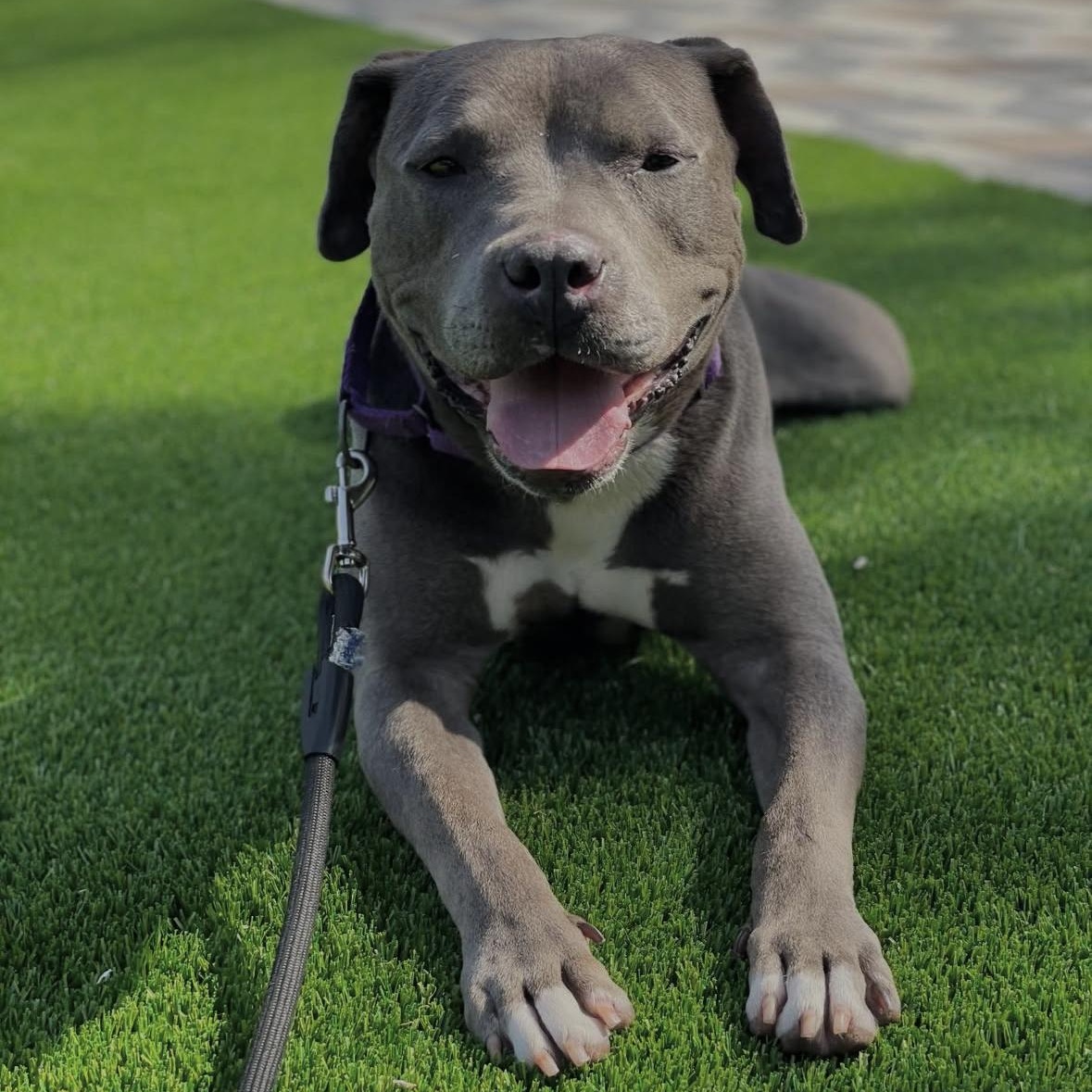 Tyla, an adoptable mixed breed in Hayward, CA image 1/6
