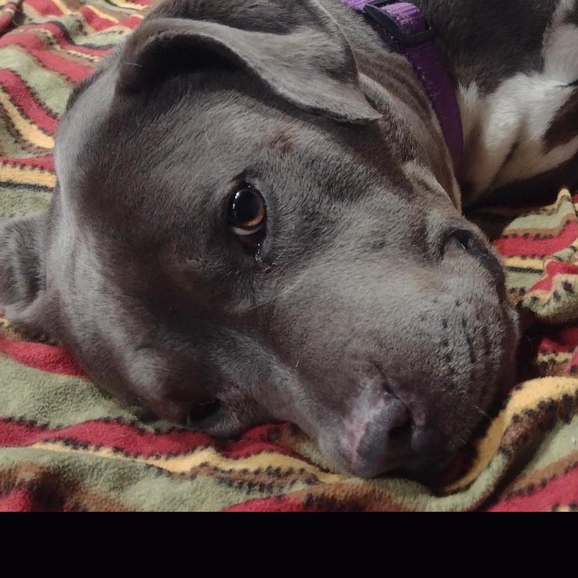 Tyla, an adoptable mixed breed in Hayward, CA image 5/6