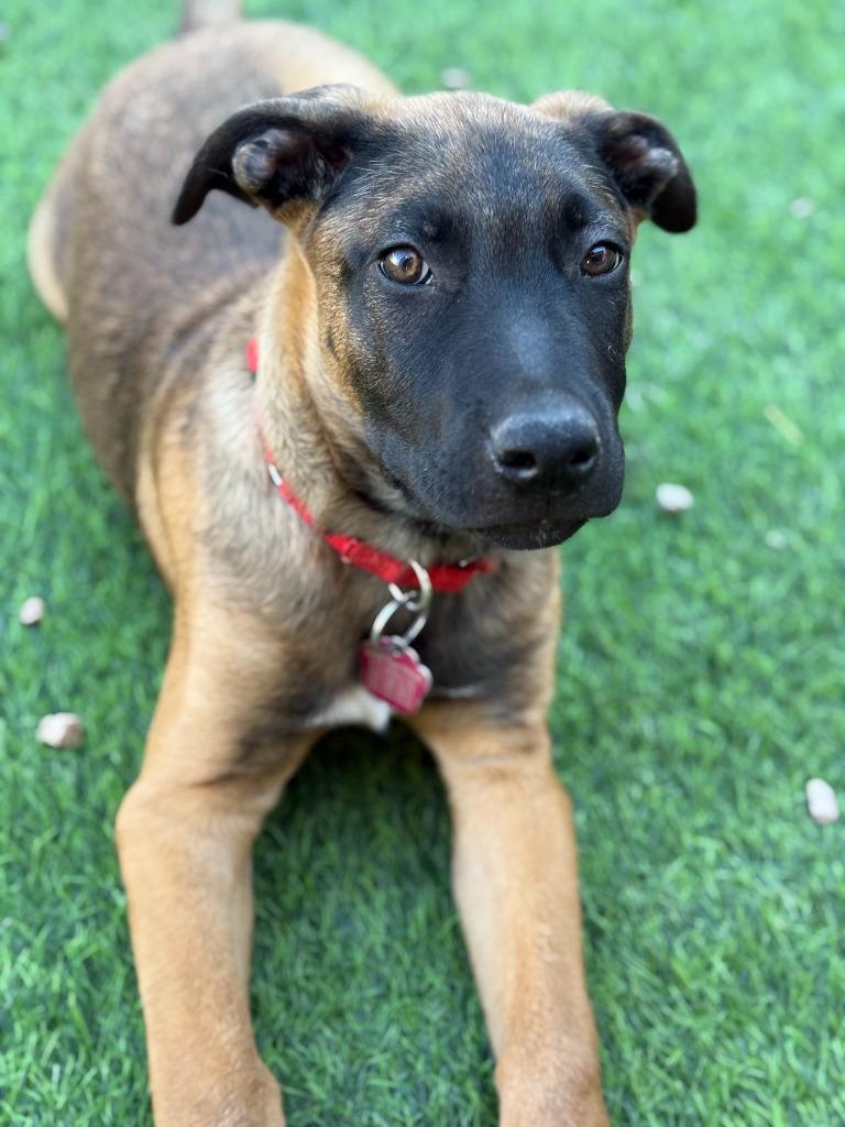 Travis, Adoptable, Puppy Male Belgian Shepherd / Malinois & Pit Bull Terrier.