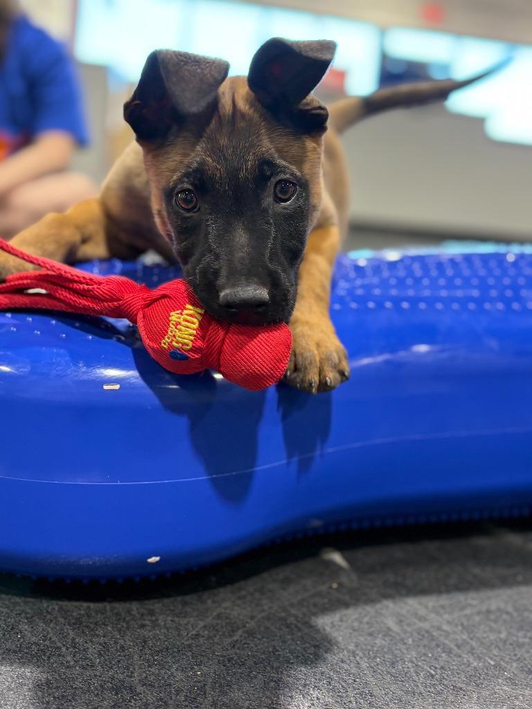 Enlarge Travis, a Adoptable mixed breed in Phoenix, AZ image 2/6