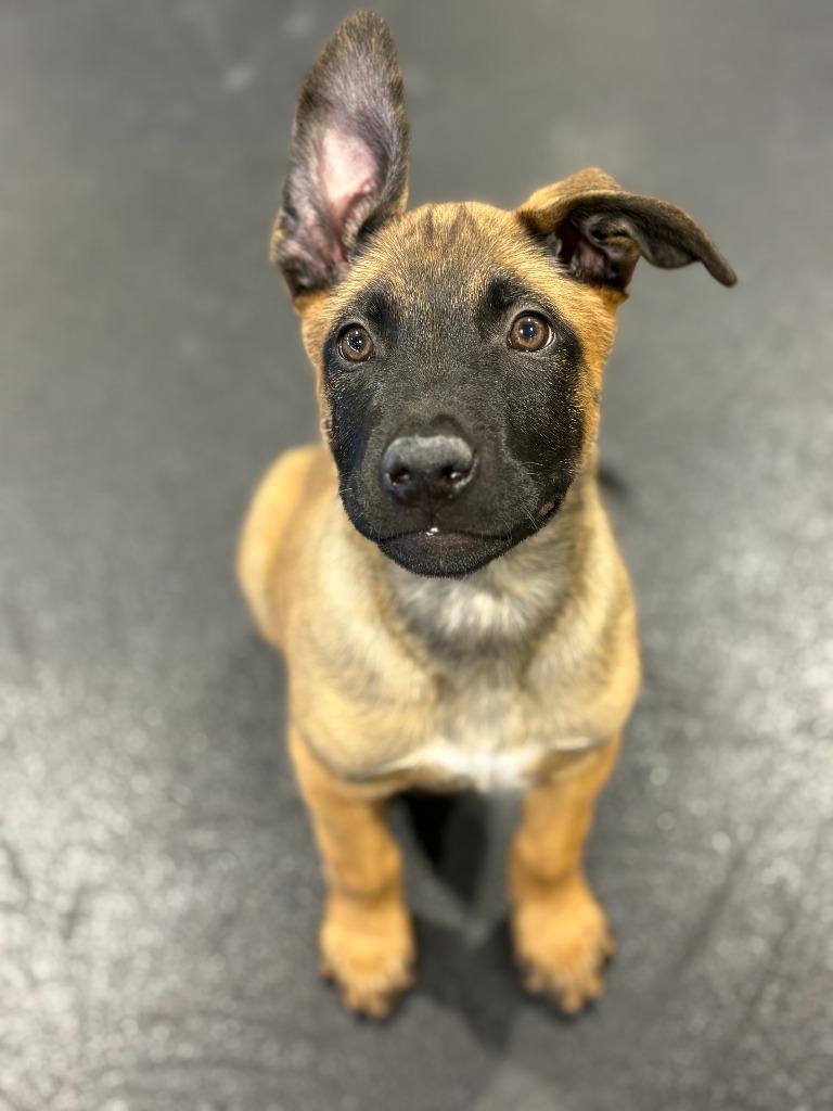 Enlarge Travis, a Adoptable mixed breed in Phoenix, AZ image 3/6