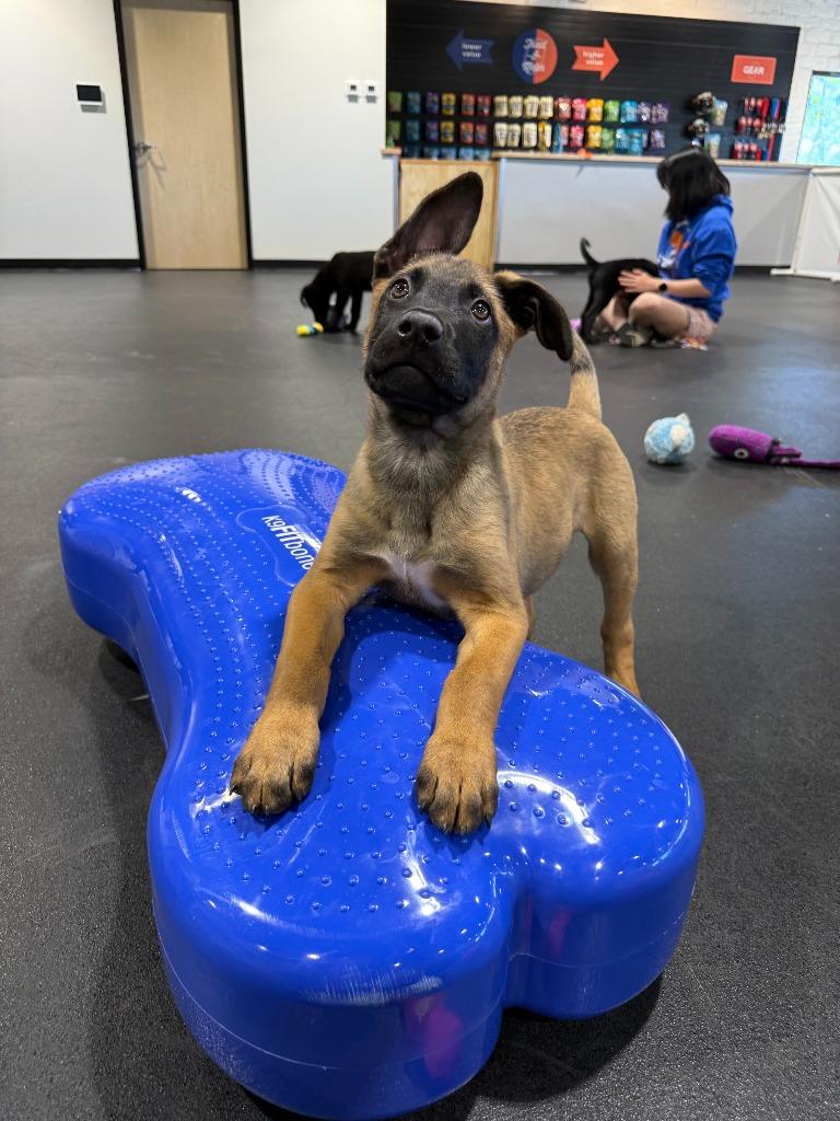 Enlarge Travis, a Adoptable mixed breed in Phoenix, AZ image 4/6