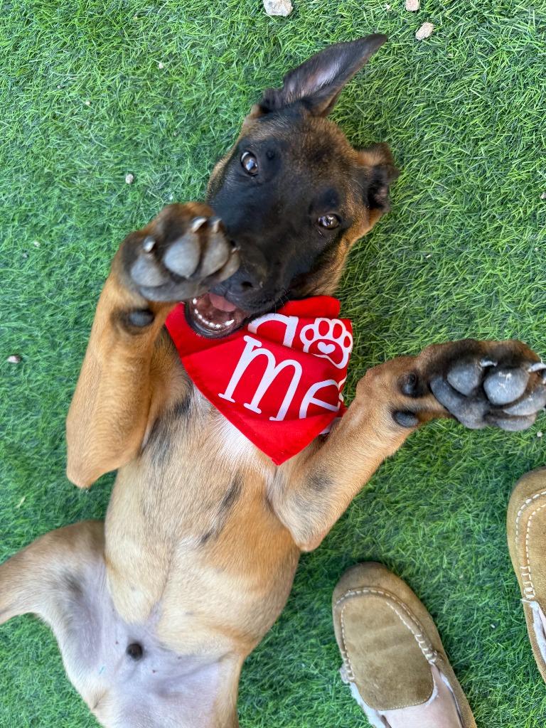 Enlarge Travis, a Adoptable mixed breed in Phoenix, AZ image 5/6