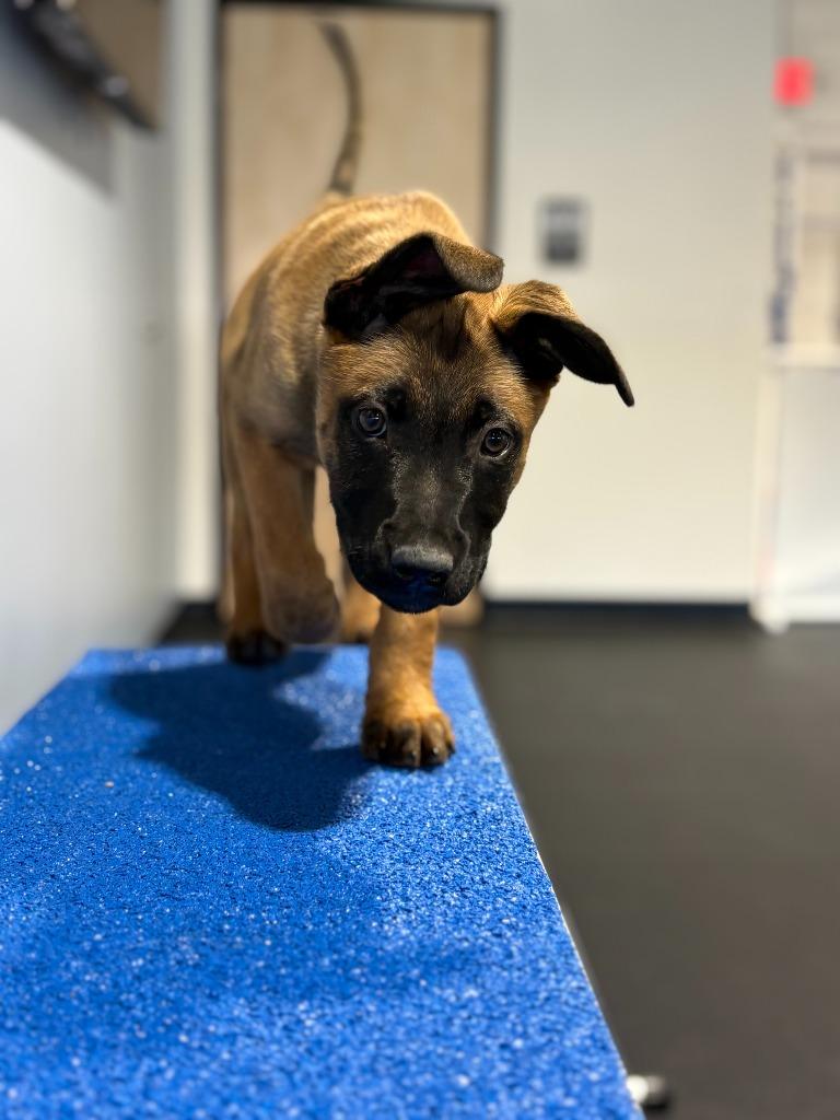 Enlarge Travis, a Adoptable mixed breed in Phoenix, AZ image 6/6