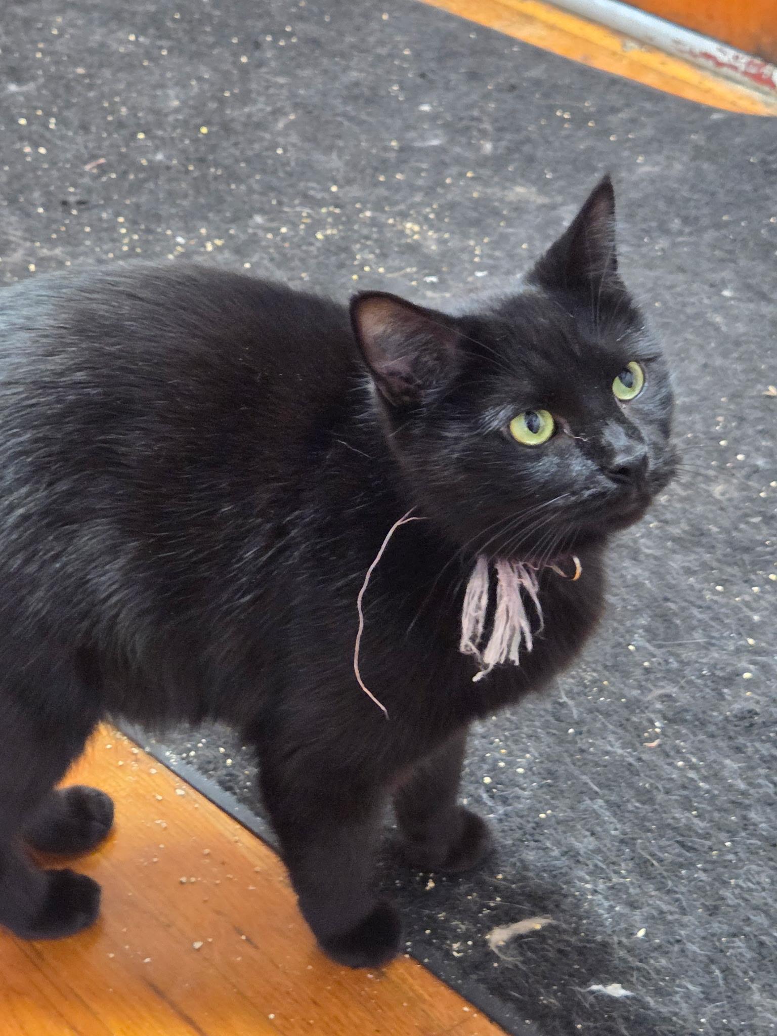 Enlarge Sally, a Adoptable American Shorthair in Mount Pleasant, PA image 1/1