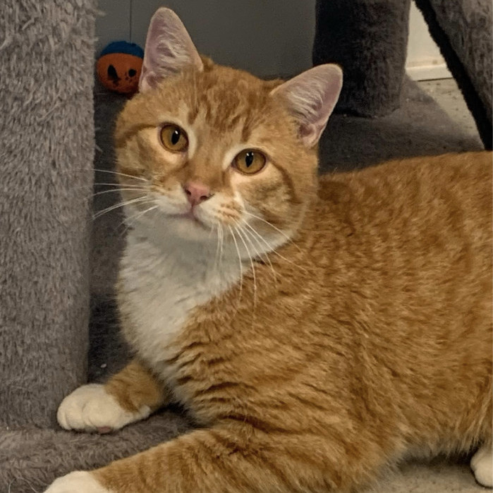Chief, an adopted Tabby in Rushville, IL_image-1