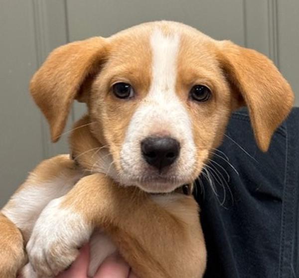 Candy, Adoptable, Puppy Female Labrador Retriever & Australian Cattle Dog / Blue Heeler.