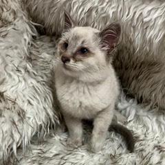 Enlarge Ghirardelli, an adopted Siamese in Green Valley, AZ image 2/3