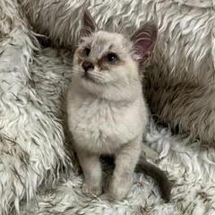 Enlarge Ghirardelli, an adopted Siamese in Green Valley, AZ image 3/3