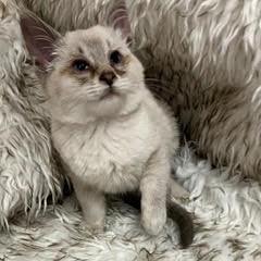 Enlarge Ghirardelli, an adopted Siamese in Green Valley, AZ image 1/3