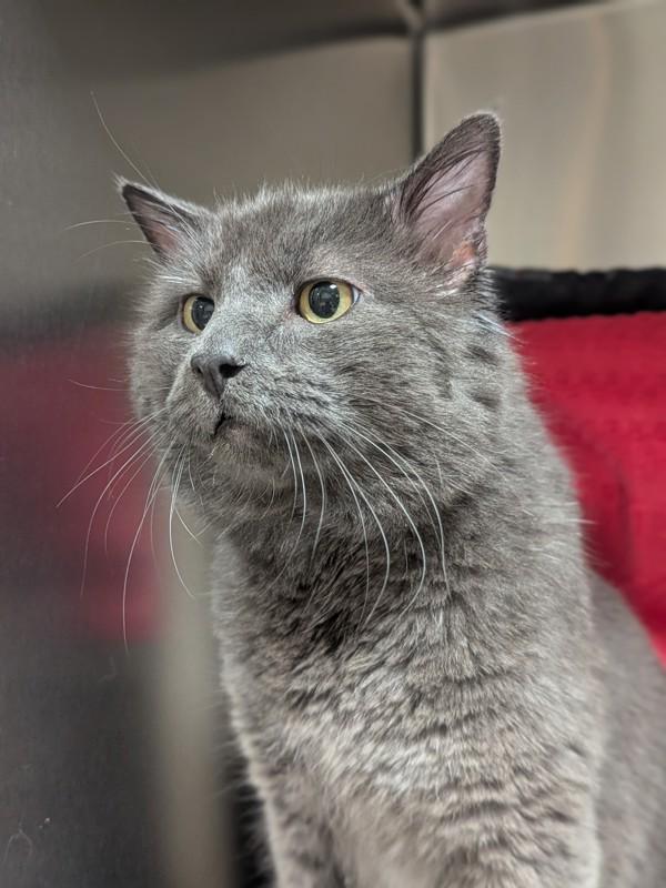 Enlarge London Fog, a Adoptable mixed breed in Vancouver, WA image 1/1