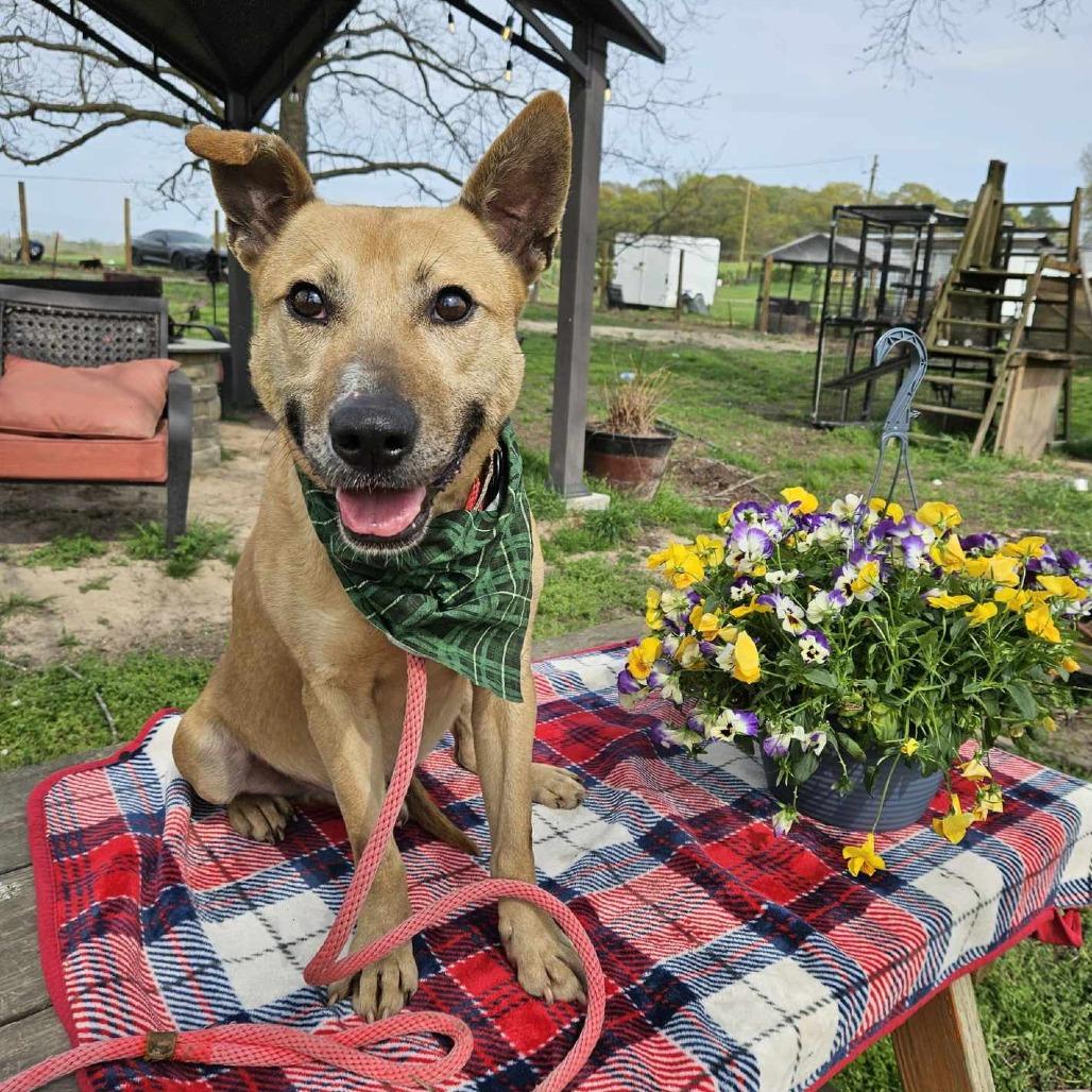 Indy, Adoptable, Adult Male Shepherd.