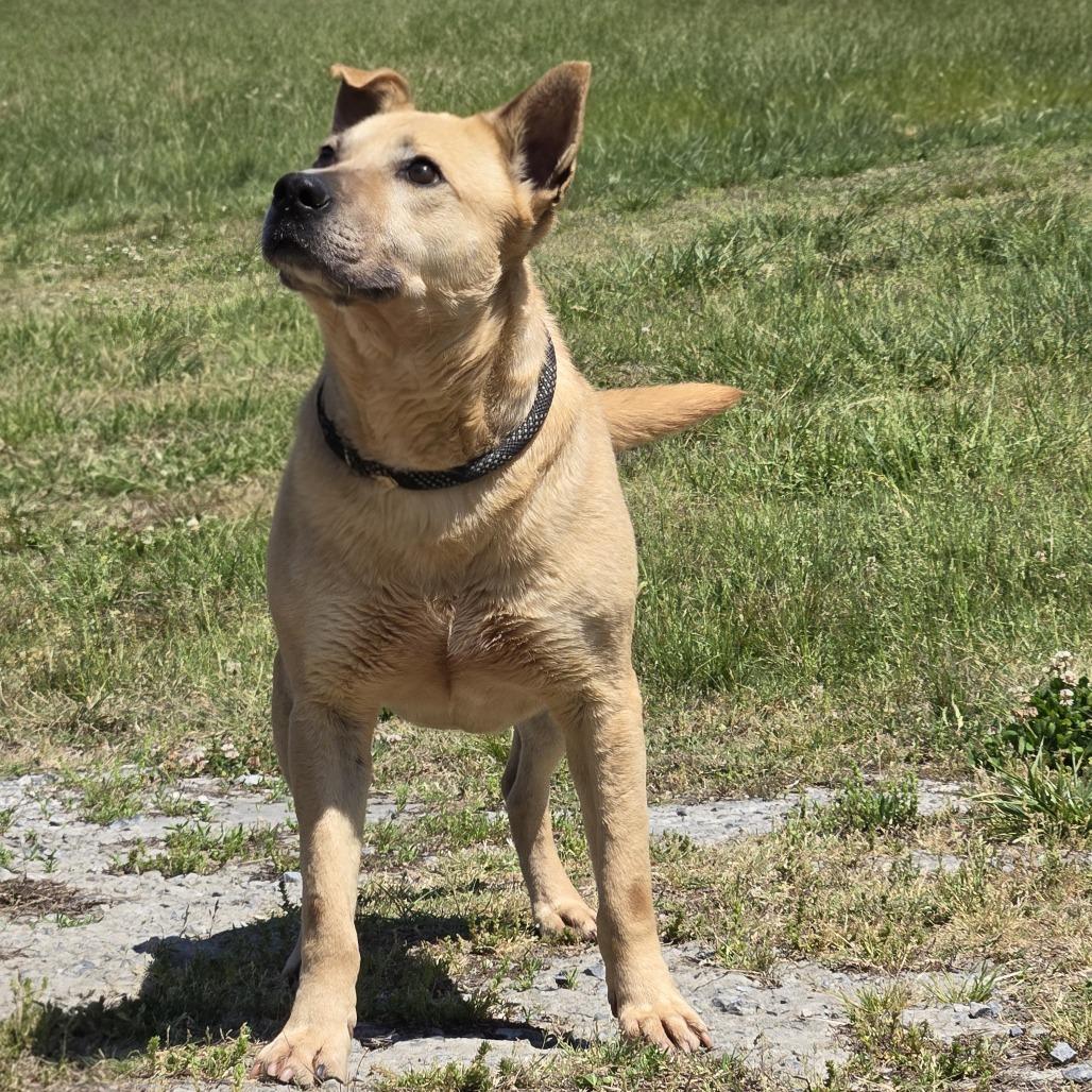 Enlarge Indy, a Adoptable Shepherd in Shelby, NC image 2/4