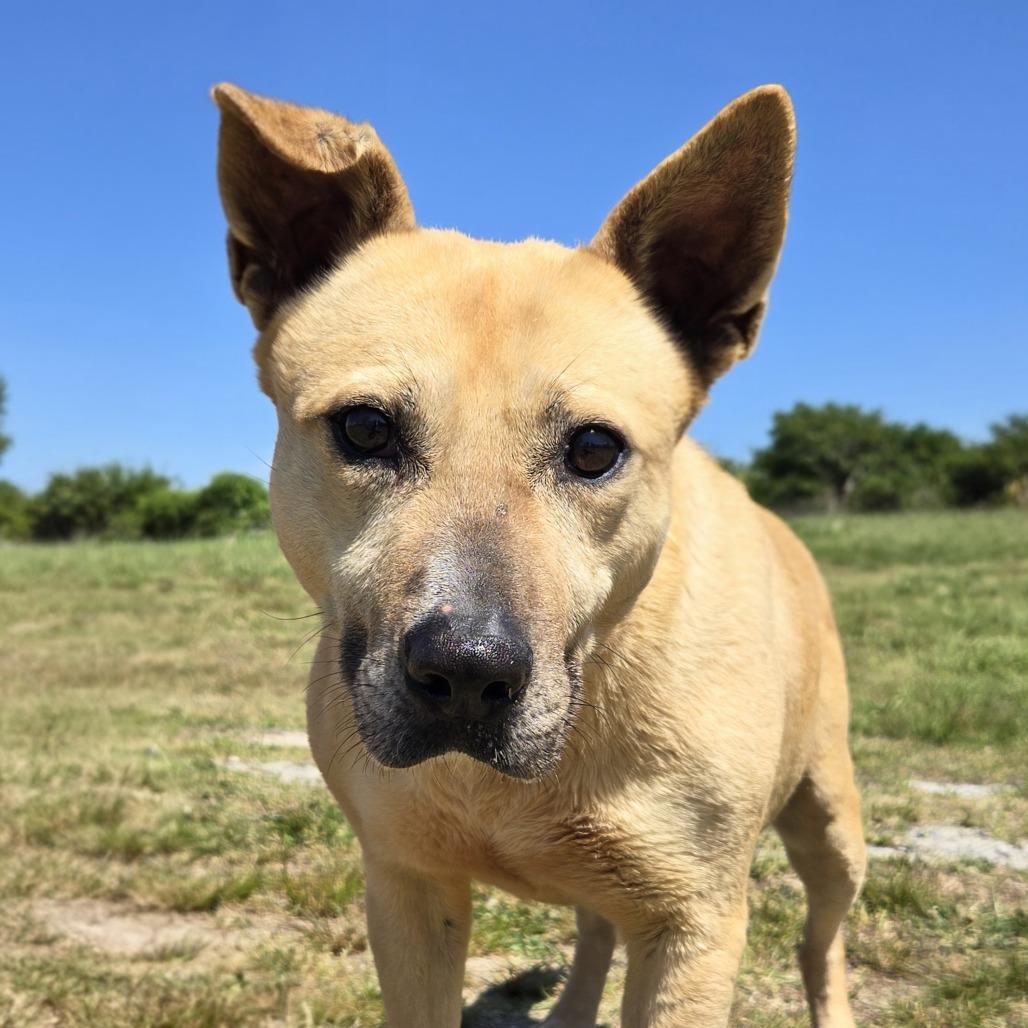 Enlarge Indy, a Adoptable Shepherd in Shelby, NC image 3/4