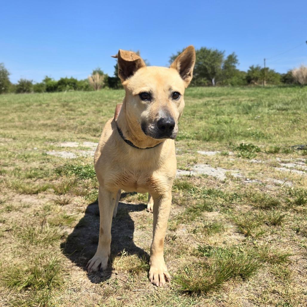 Enlarge Indy, a Adoptable Shepherd in Shelby, NC image 4/4