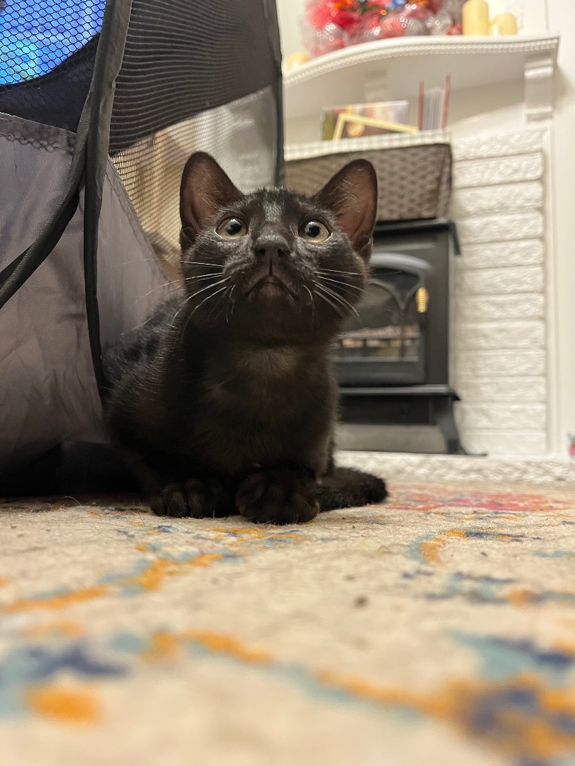 Enlarge Chai, a Adopted Domestic Short Hair in San Francisco, CA image 2/6