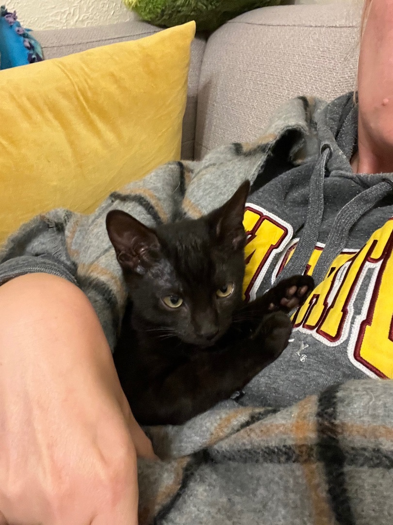 Enlarge Chai, a Adopted Domestic Short Hair in San Francisco, CA image 3/6