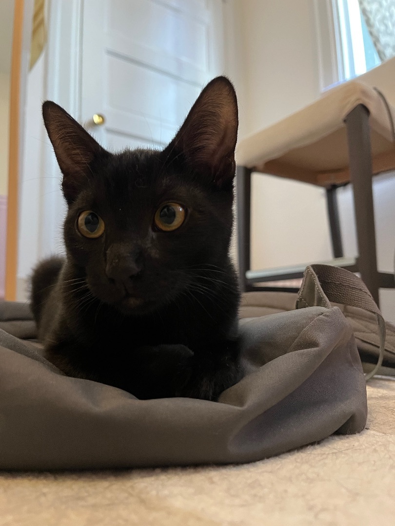 Enlarge Chai, a Adopted Domestic Short Hair in San Francisco, CA image 4/6