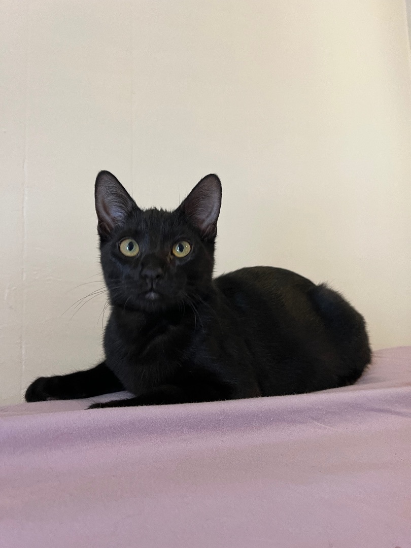 Enlarge Chai, a Adopted Domestic Short Hair in San Francisco, CA image 5/6