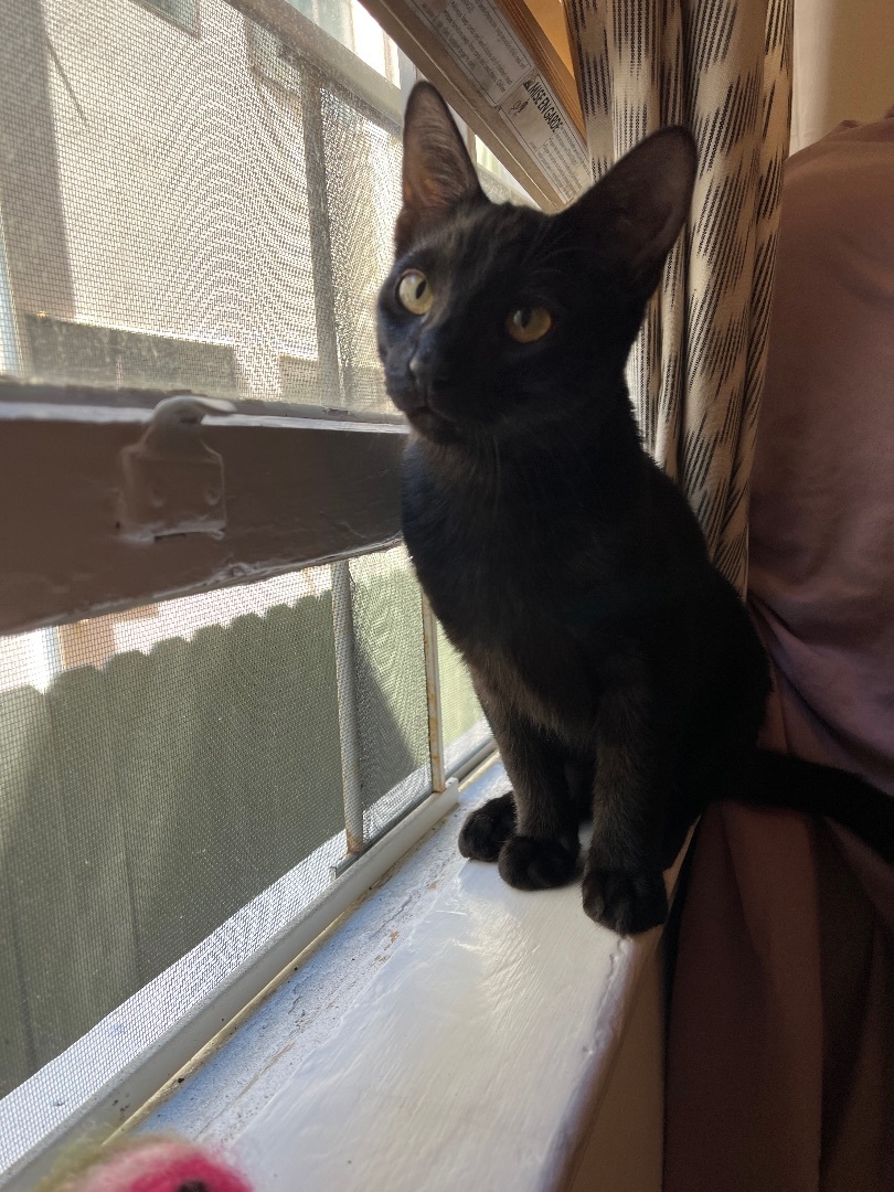 Enlarge Chai, a Adopted Domestic Short Hair in San Francisco, CA image 6/6