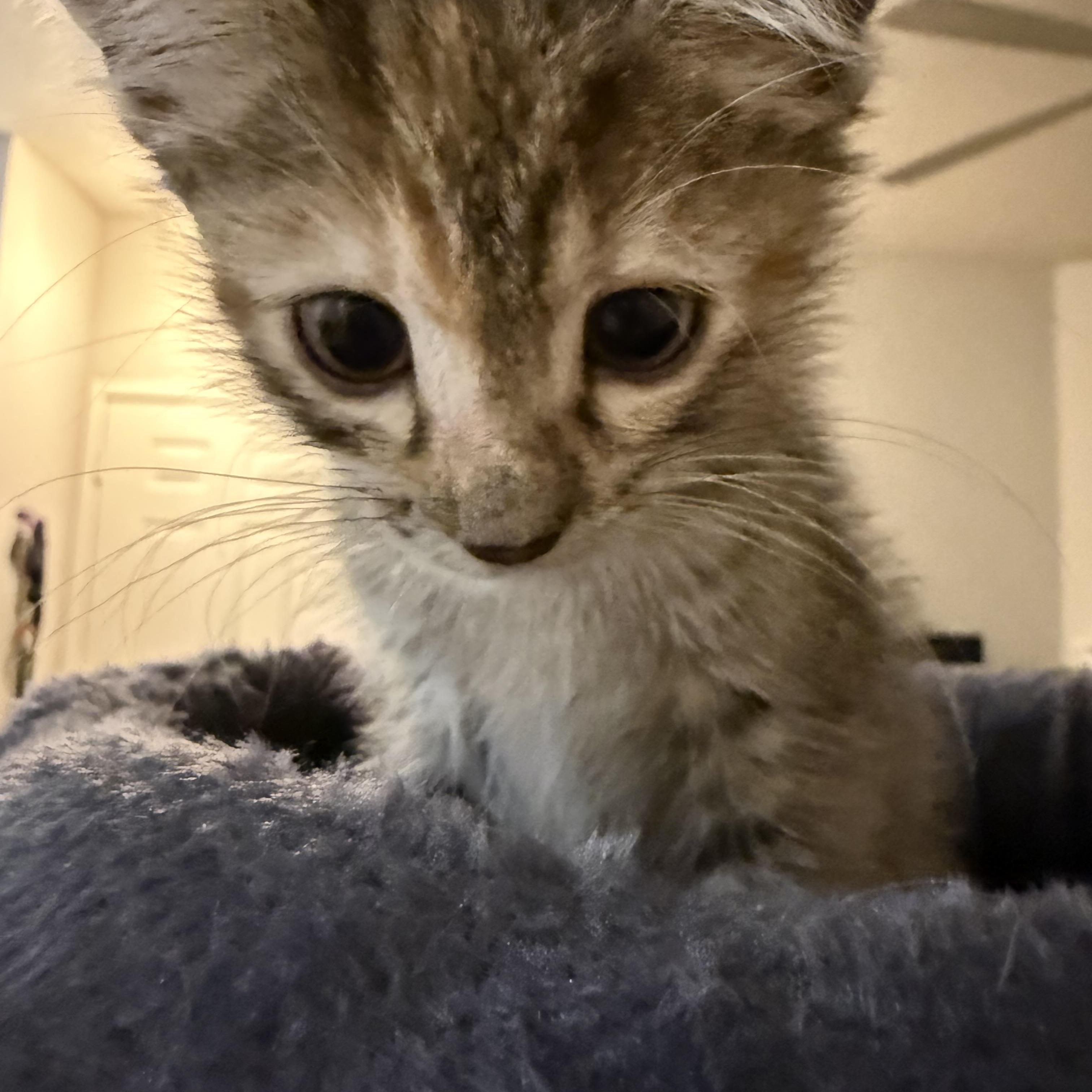 Enlarge Cinnamon, a Adopted Domestic Short Hair in Hillsboro, OR image 2/3