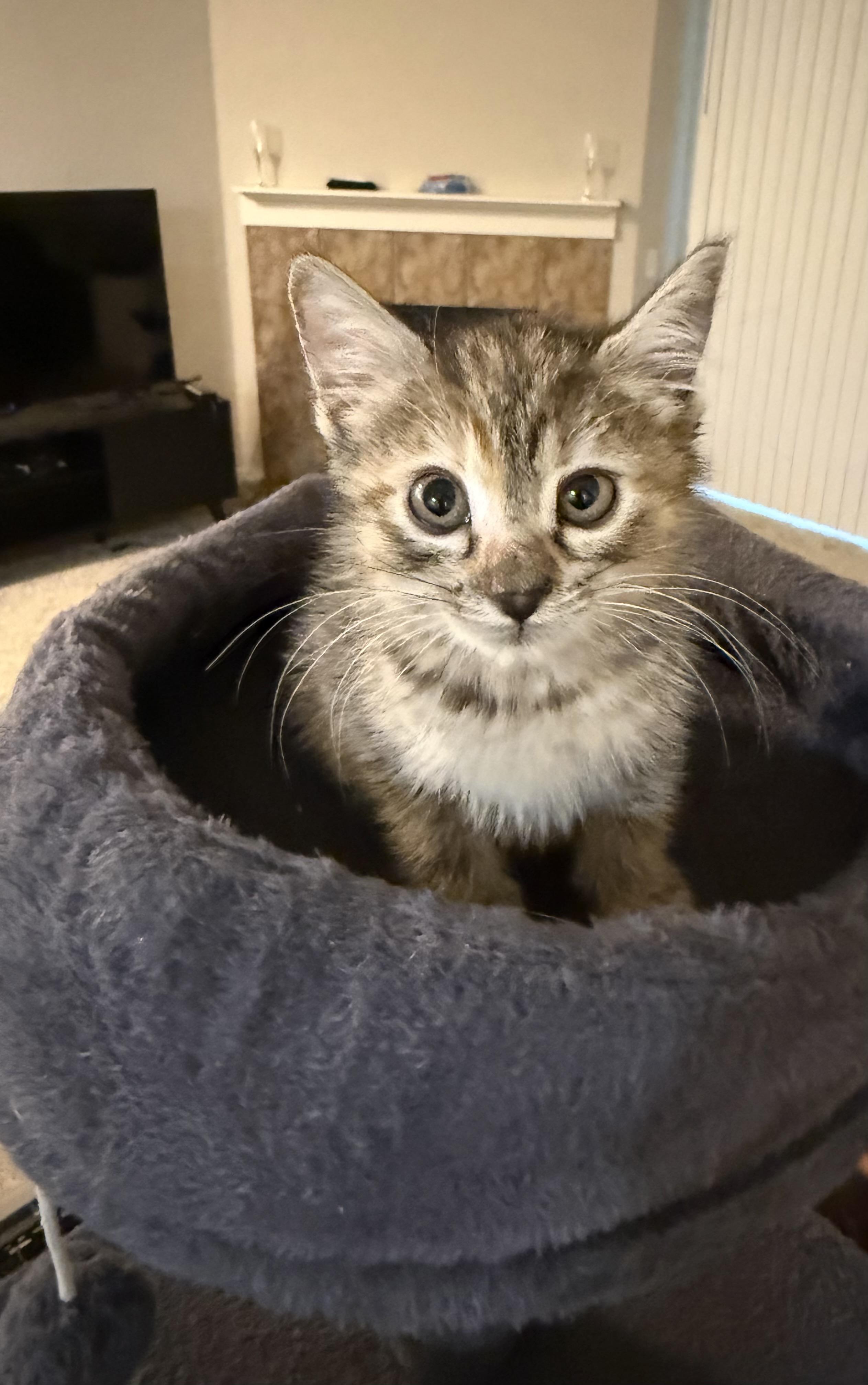 Enlarge Cinnamon, a Adopted Domestic Short Hair in Hillsboro, OR image 3/3