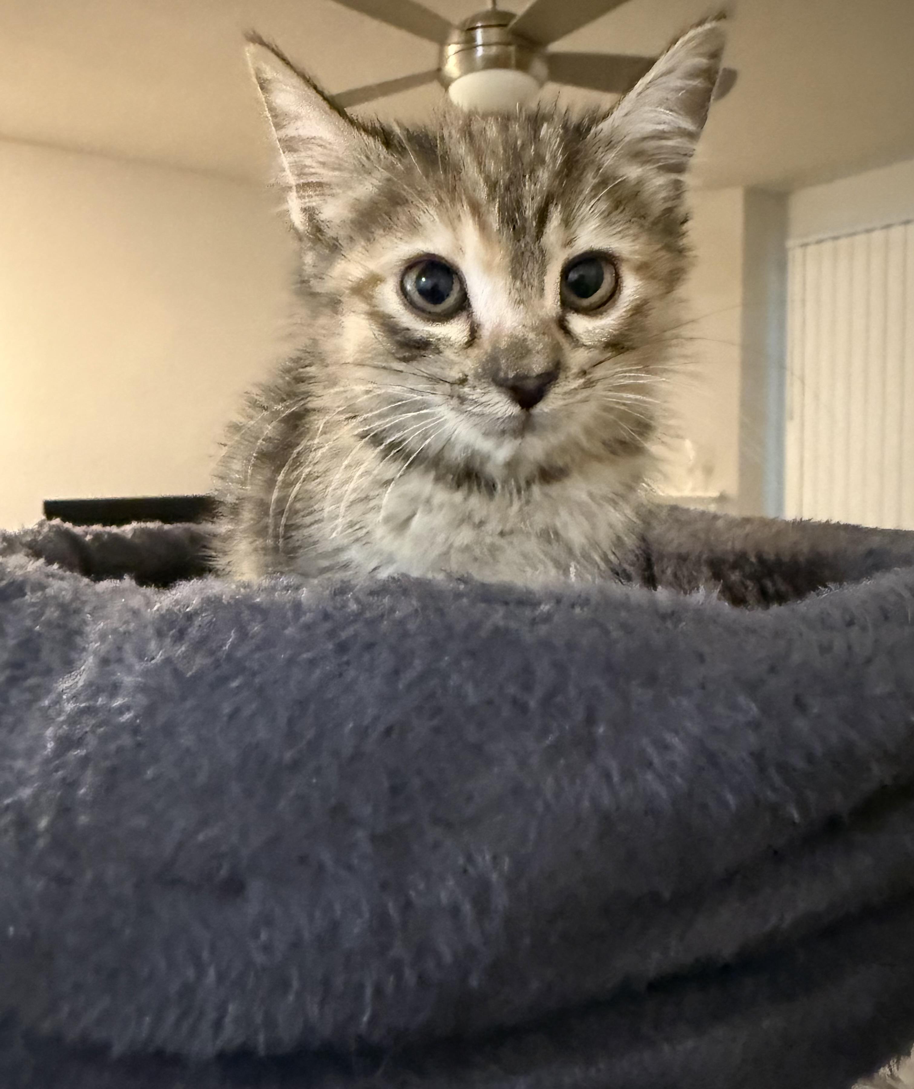 Enlarge Cinnamon, a Adopted Domestic Short Hair in Hillsboro, OR image 1/3
