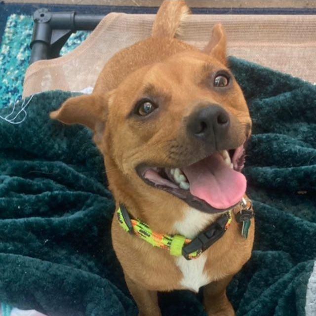 Petey, Adoptable, Young Male Chihuahua & Dachshund.