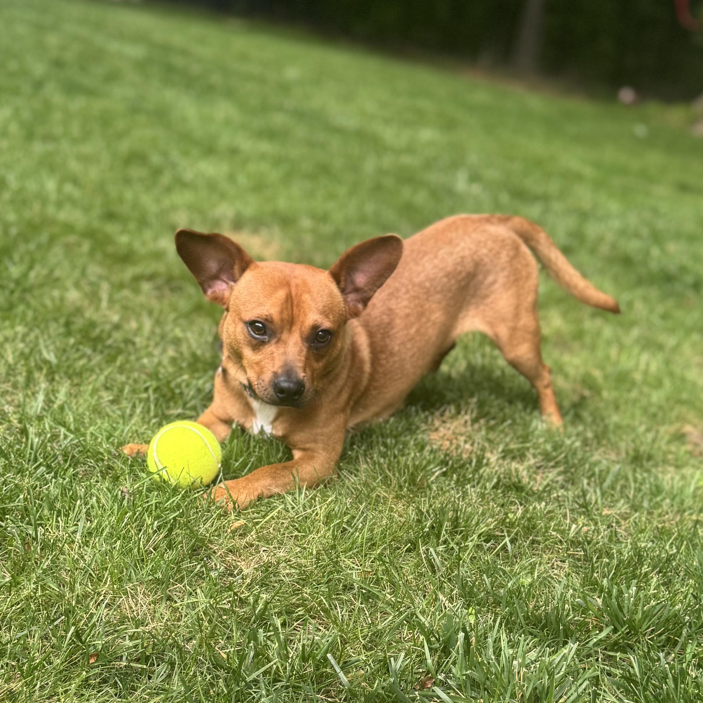 Petey, a Adoptable mixed breed in Fort Mill, SC image 6/6