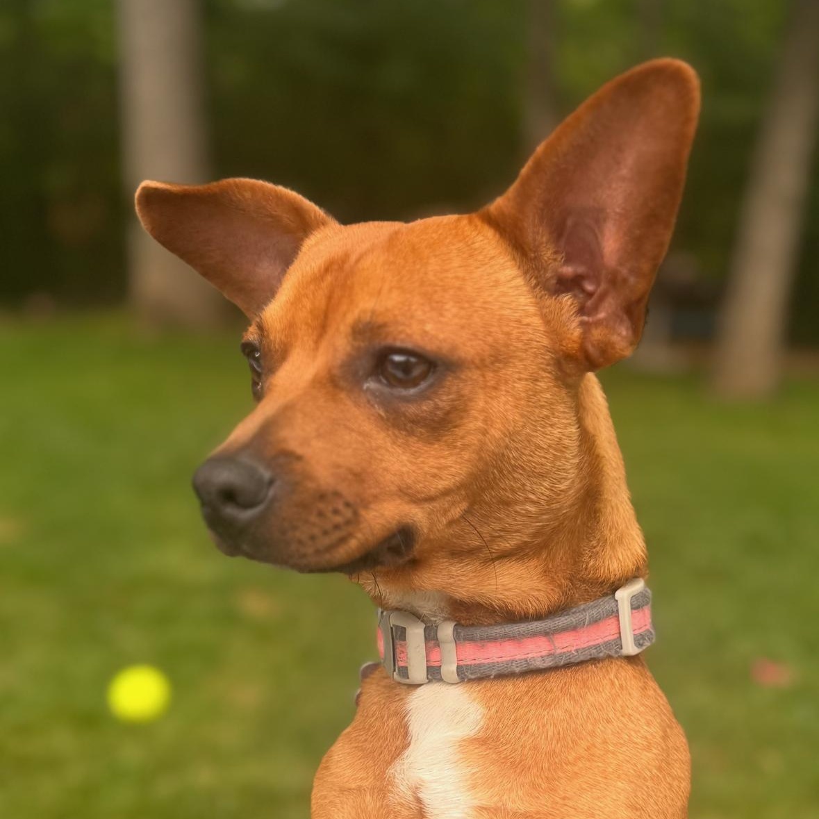 Petey, a Adoptable mixed breed in Fort Mill, SC image 2/6